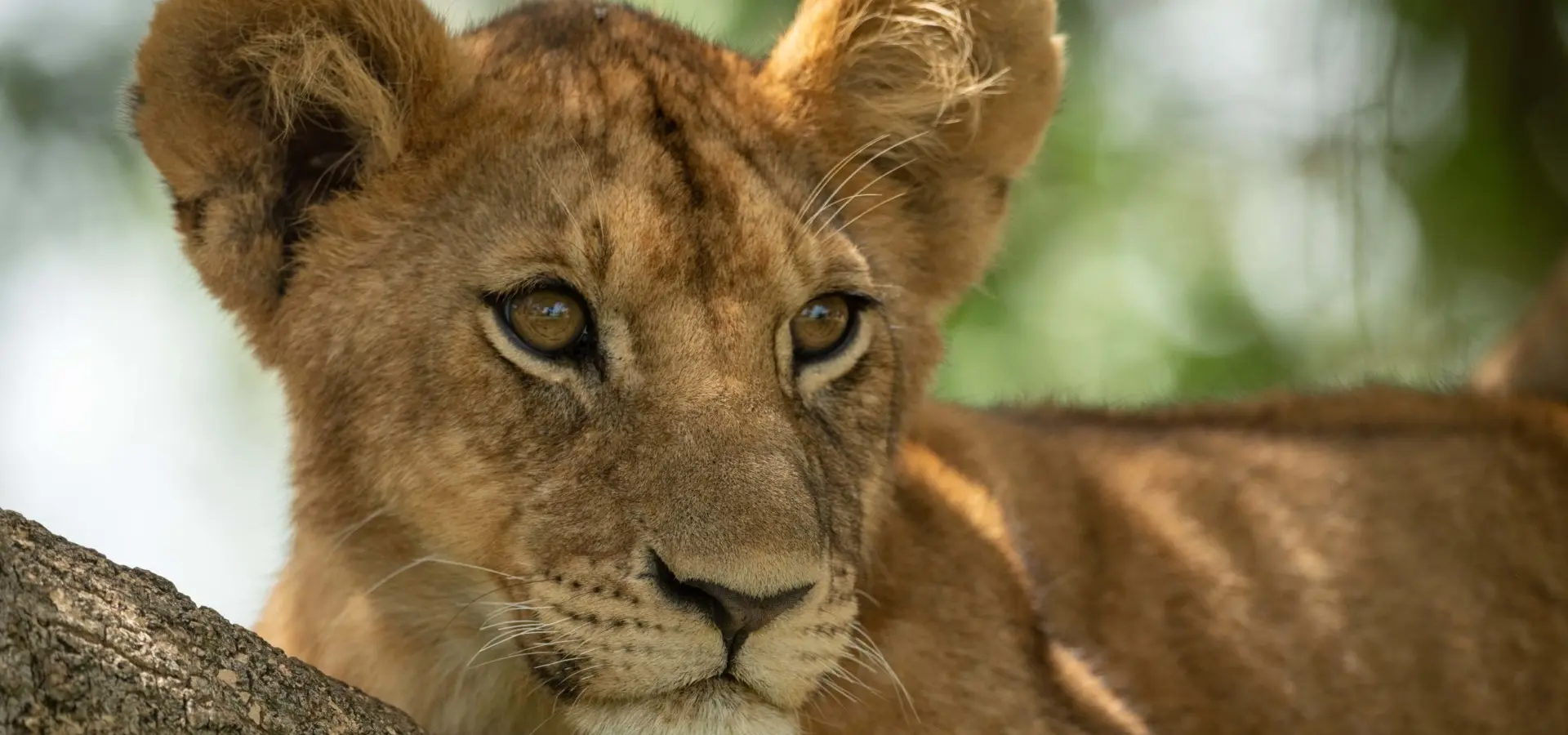Grumeti lion cub in tree