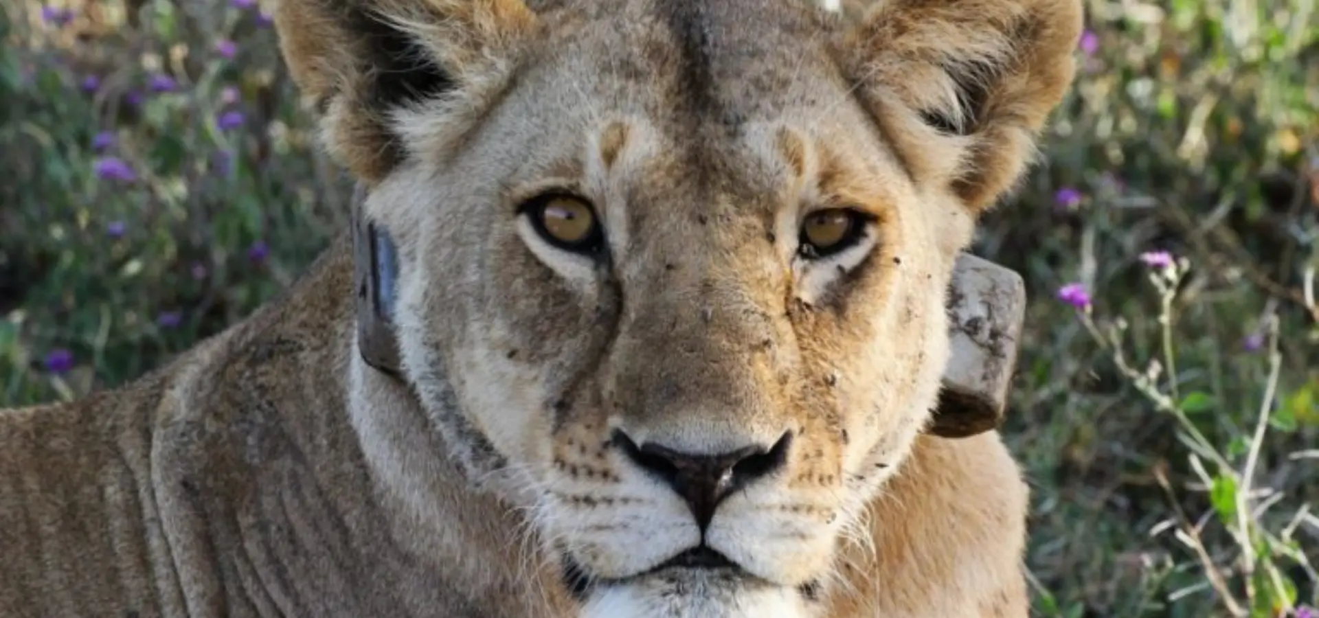 Kopelion ngorongoro conservation 768x432 1