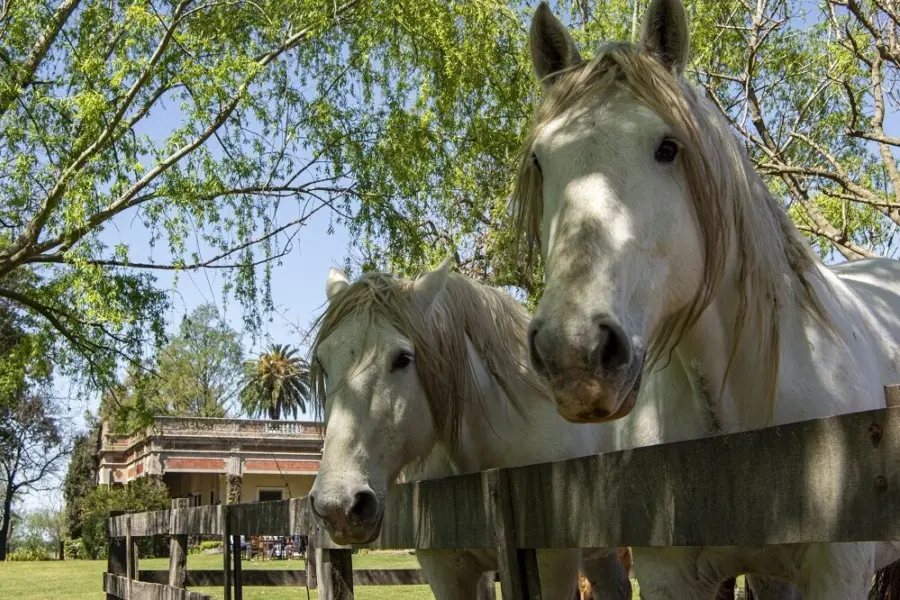 Estancia el ombu de areco 23