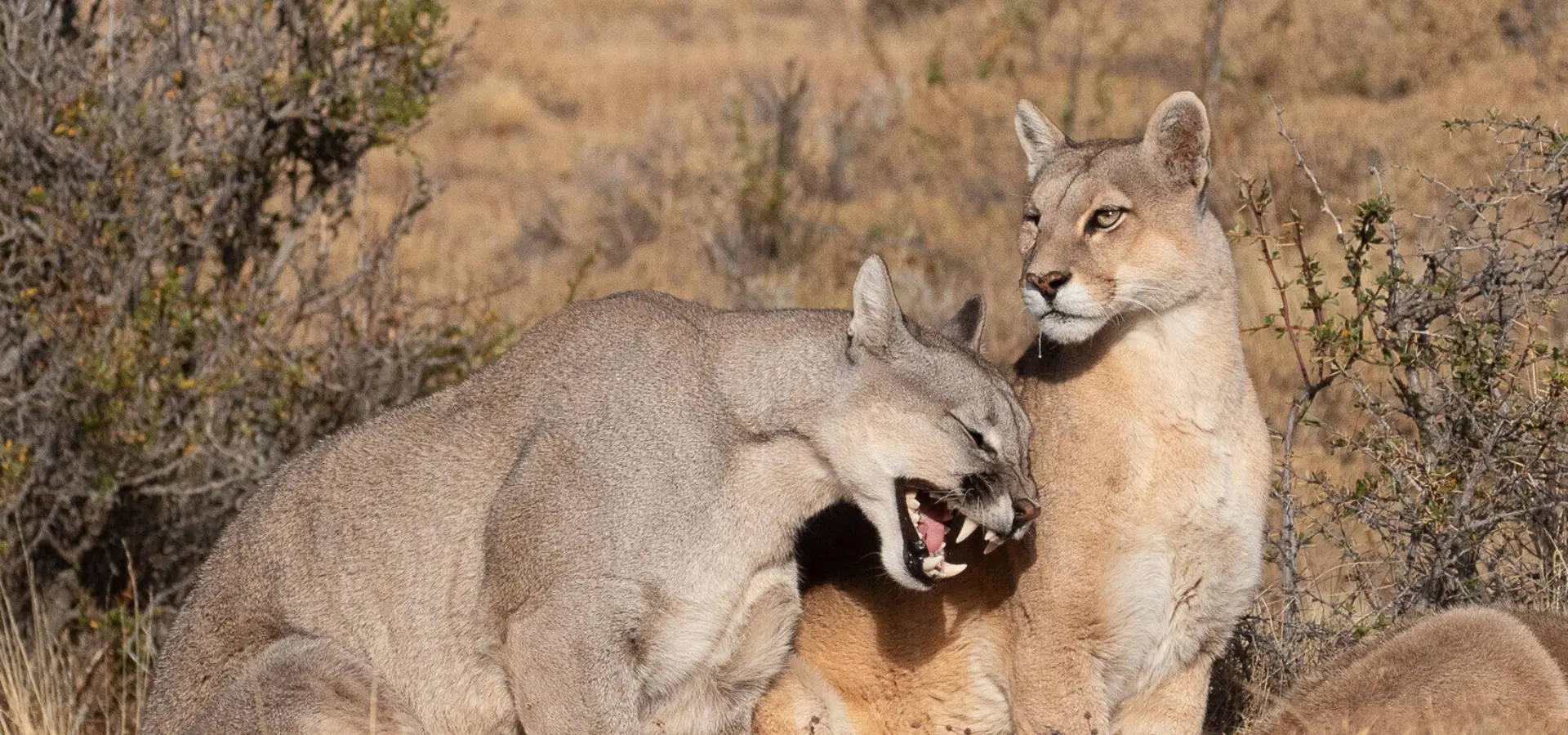 Large mg 7503 1680901999615