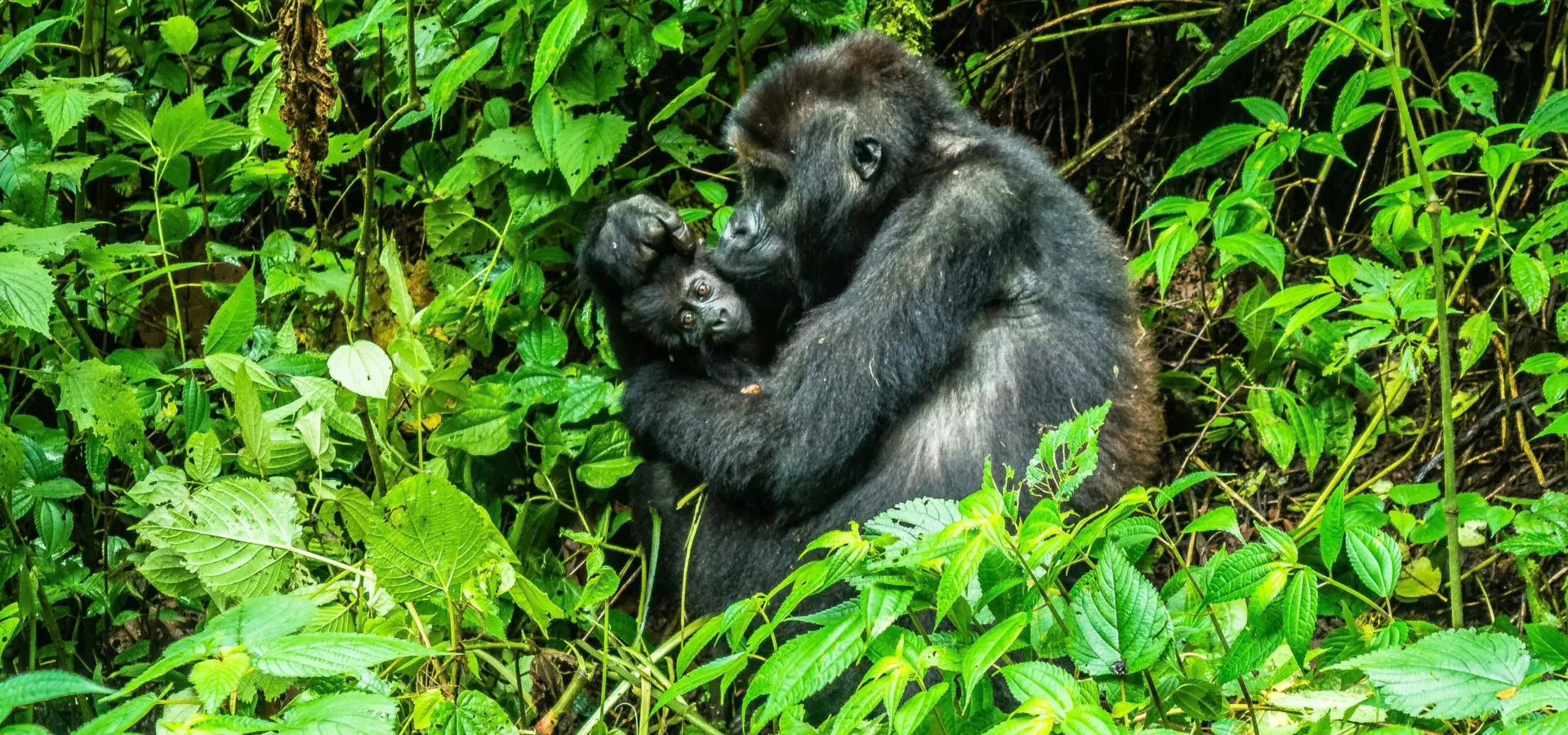 1768916886607johnny africa bdwnipexrvy unsplash