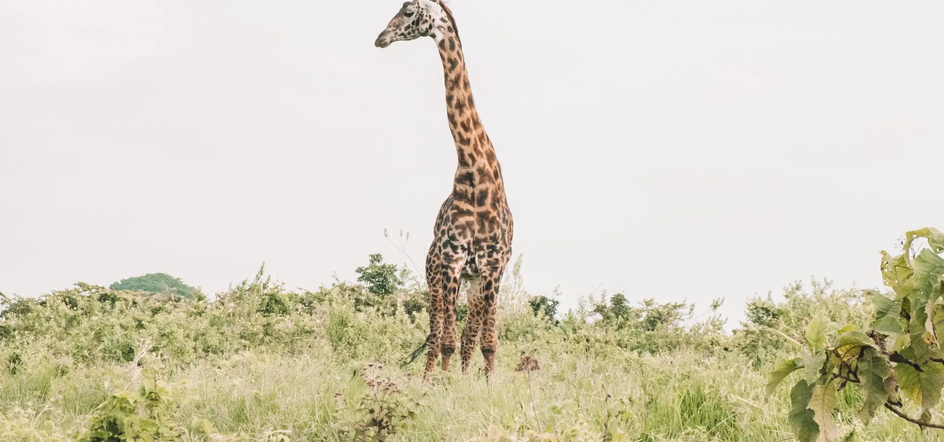 Gibbs farm giraffe in the ngorongoro crater natalie roos