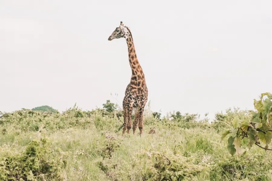 Gibbs farm giraffe in the ngorongoro crater natalie roos