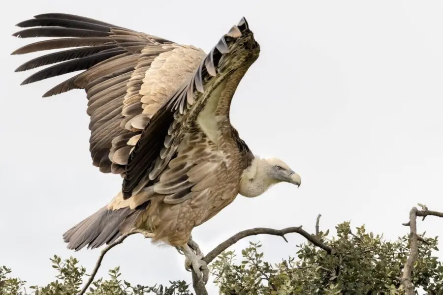 Vulture