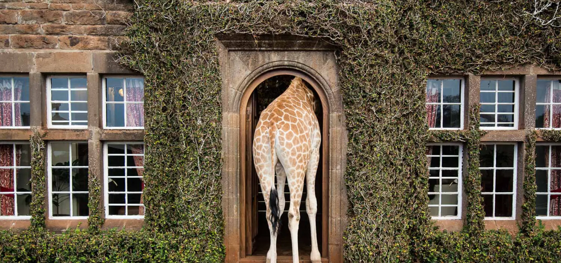 Front door giraffe copyright scott ramsay
