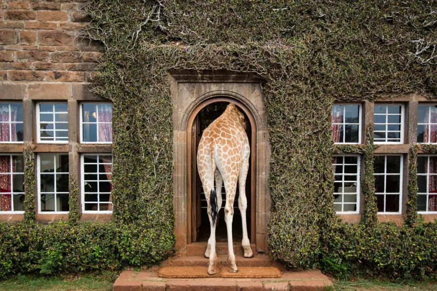 Front door giraffe copyright scott ramsay