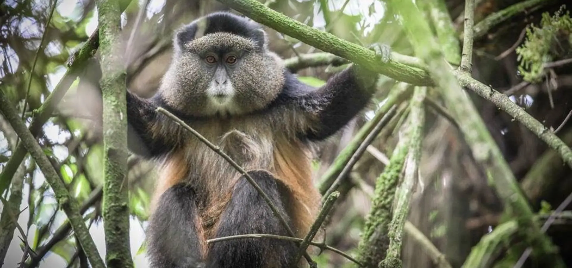 12063432 945654078855456 3839308774878027507 n