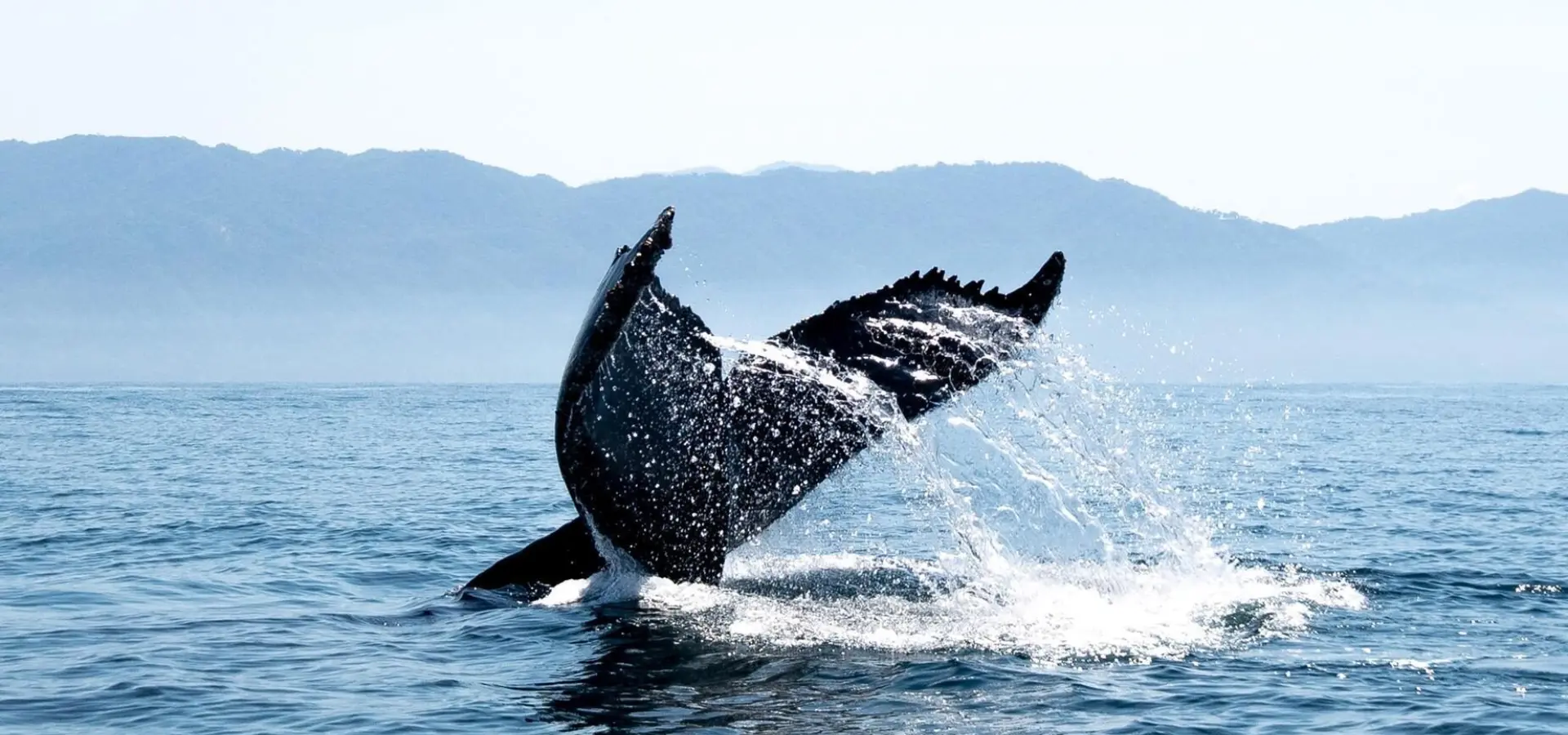 1765446820499walvissen