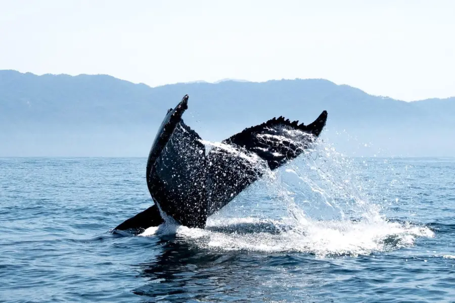 1765446820499walvissen