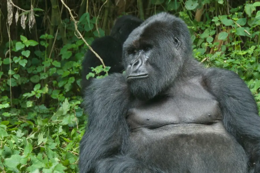 Bwindi 3