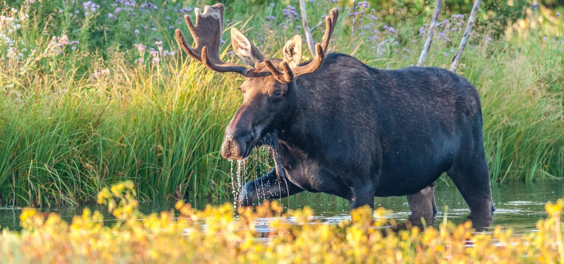 Een eland in grand teton national park