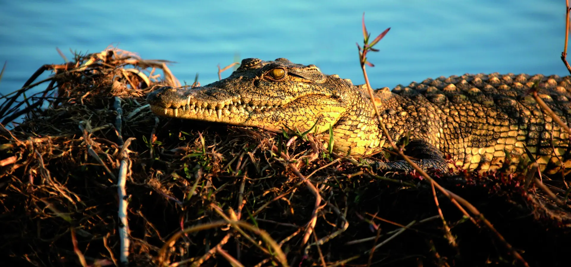 Hakusembe croc
