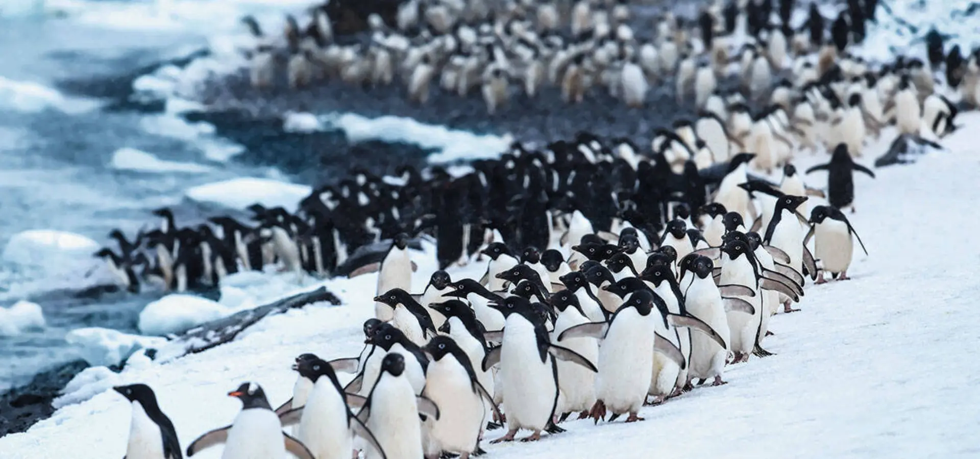 Hanseatic inspiration pinguins antarctica