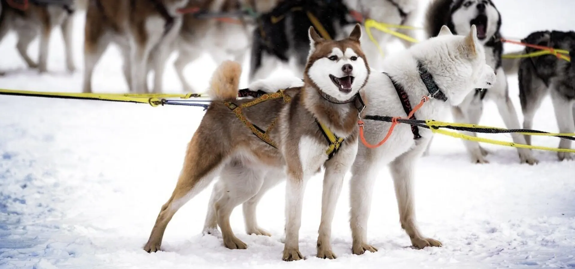 1740060620191 husky 7145713 1280