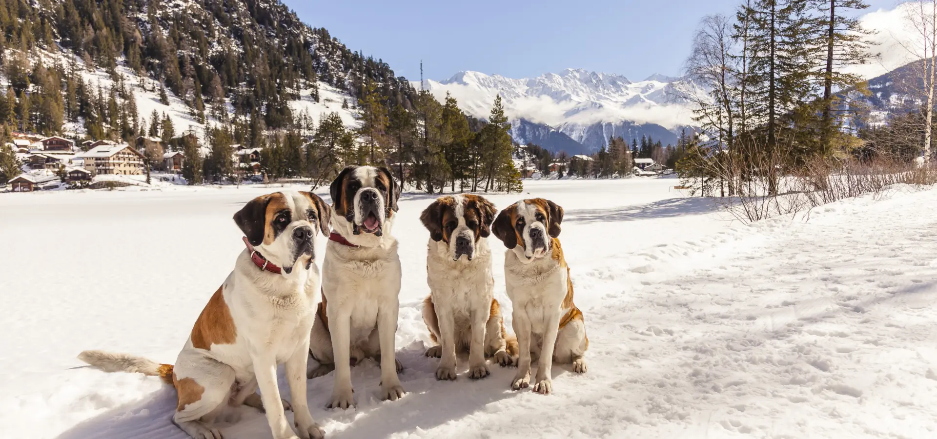 Barryland mg 4804 valais wallis promotion tam berger1