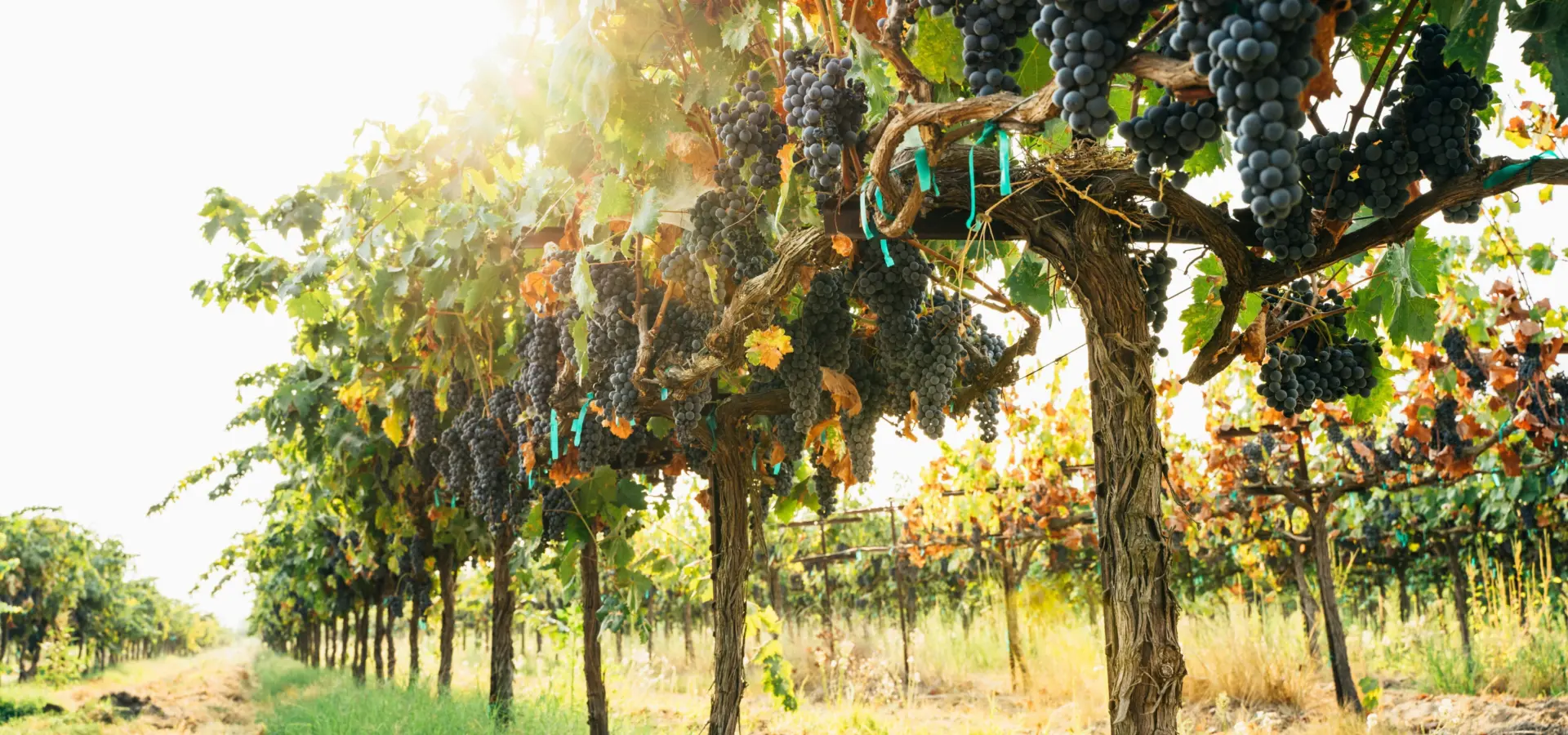 1734004233598 susie burleson G St G5 Uk Te OE unsplash