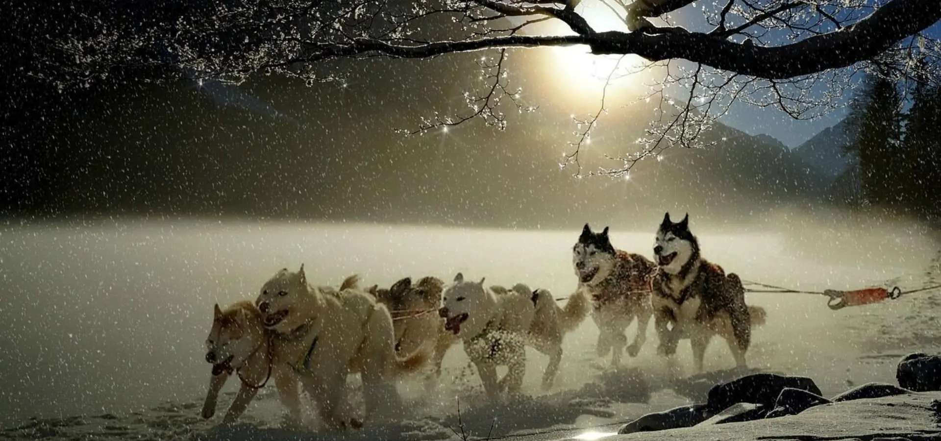 1762848471624dogs 29213821280