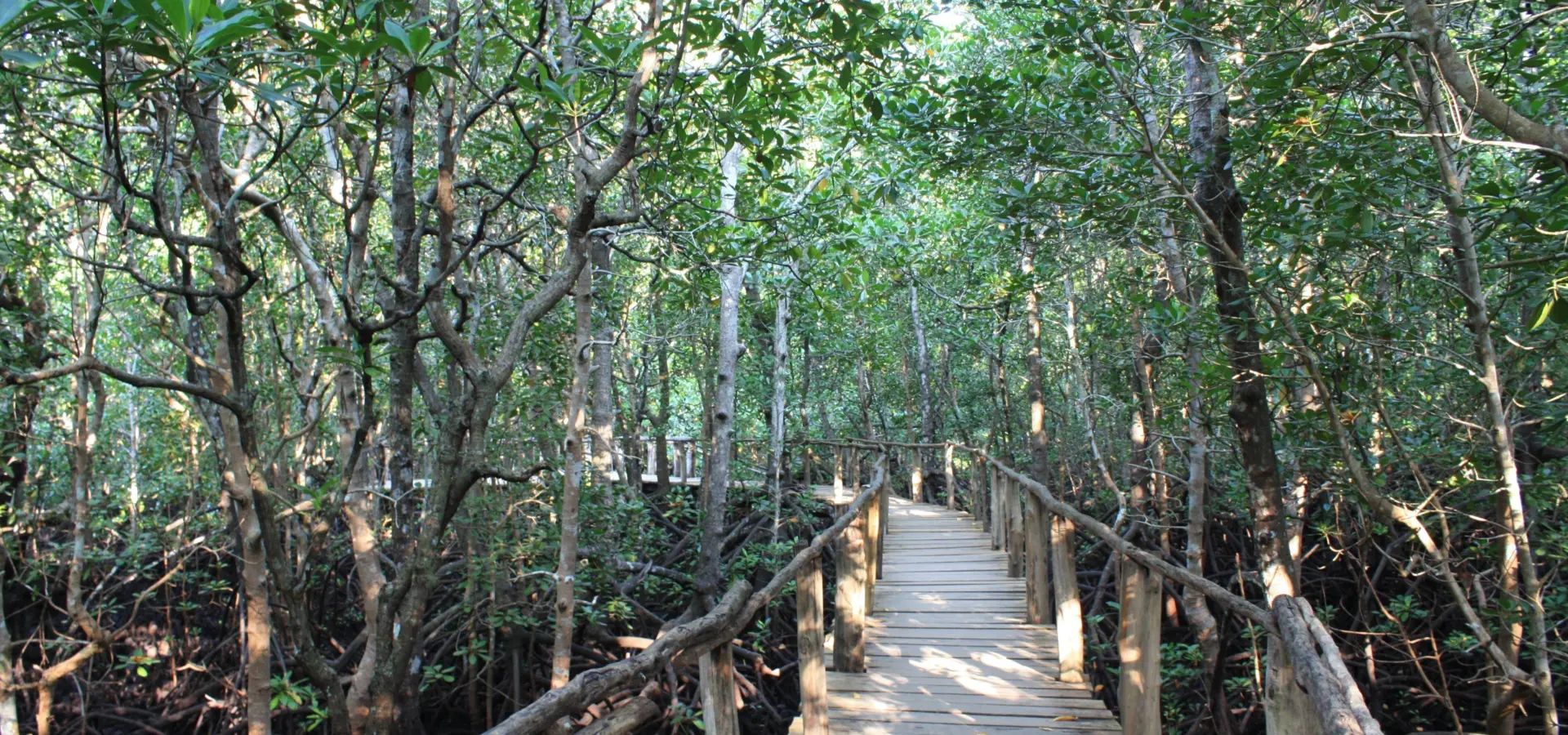 Jozani forest tour mangroves