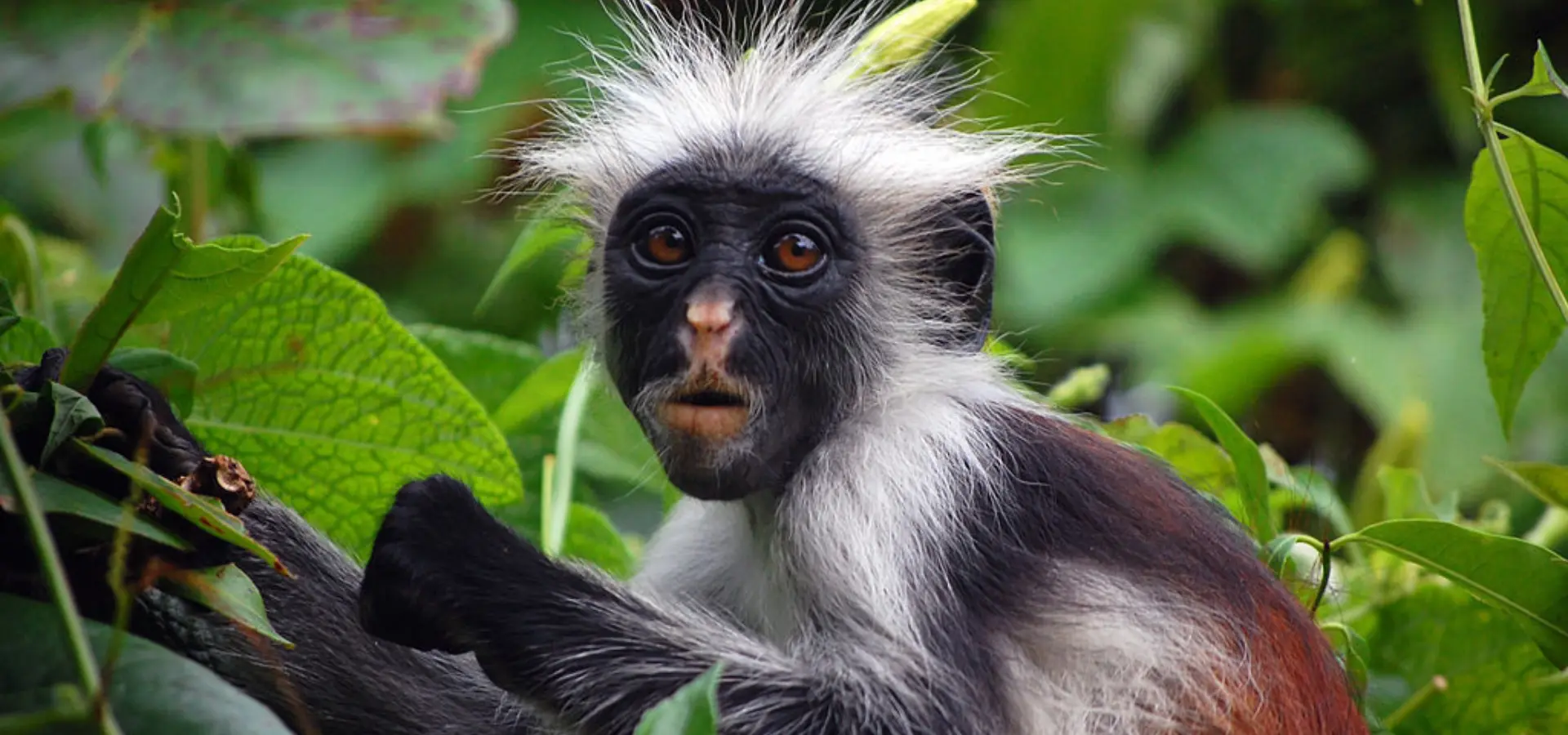 Colobus5