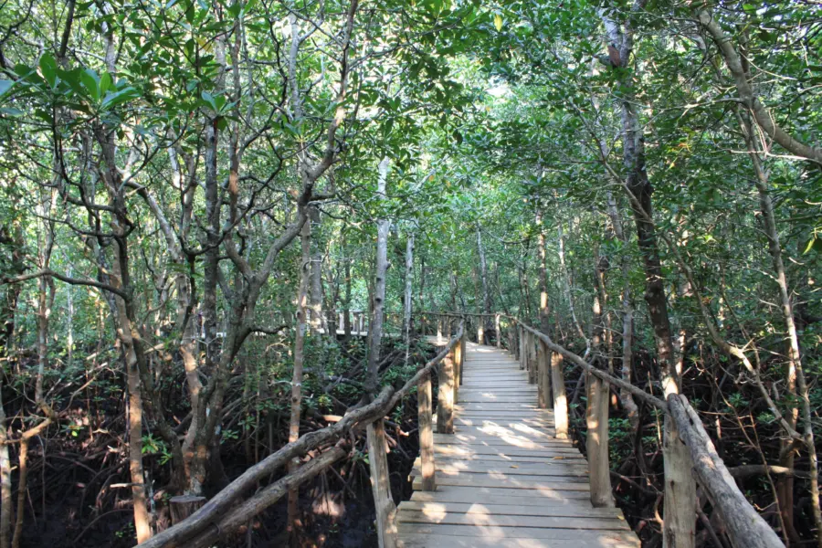 Jozani forest tour mangroves