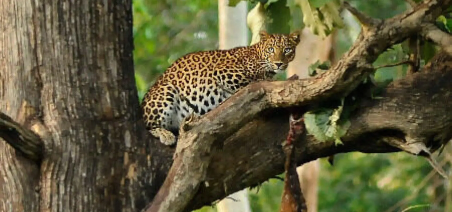 Leopard