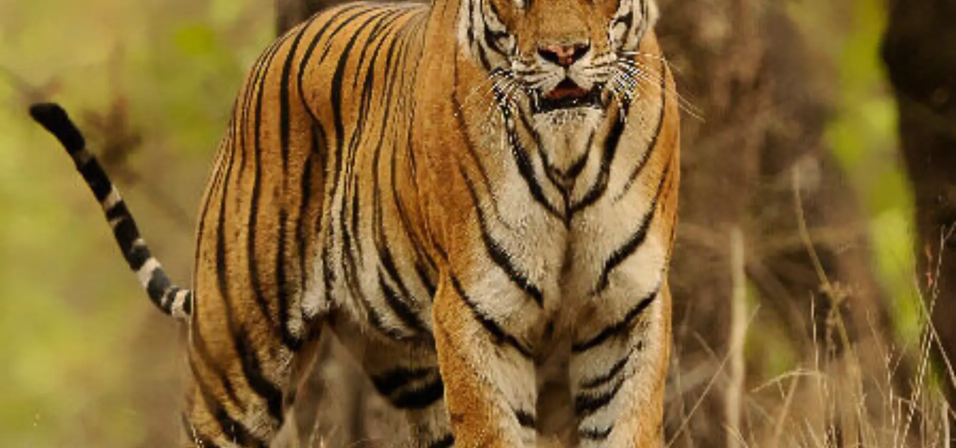 Tiger 6