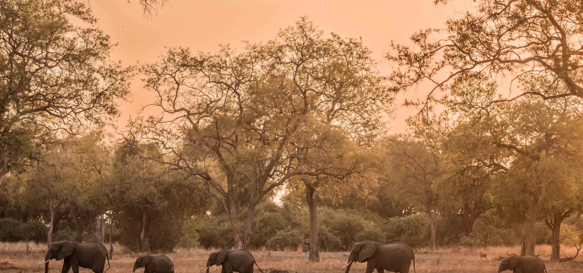 Kafunta izlaphotography wildlife southluangwa 51