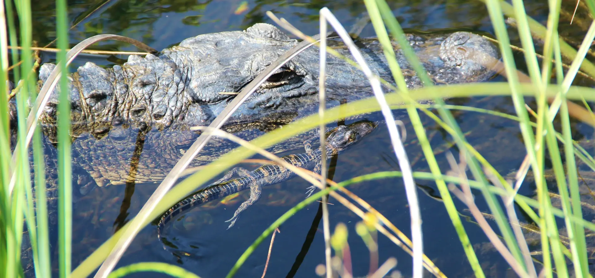 Alligator met baby in everglades1