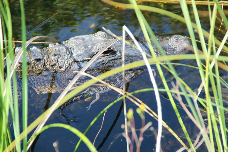 Alligator met baby in everglades1
