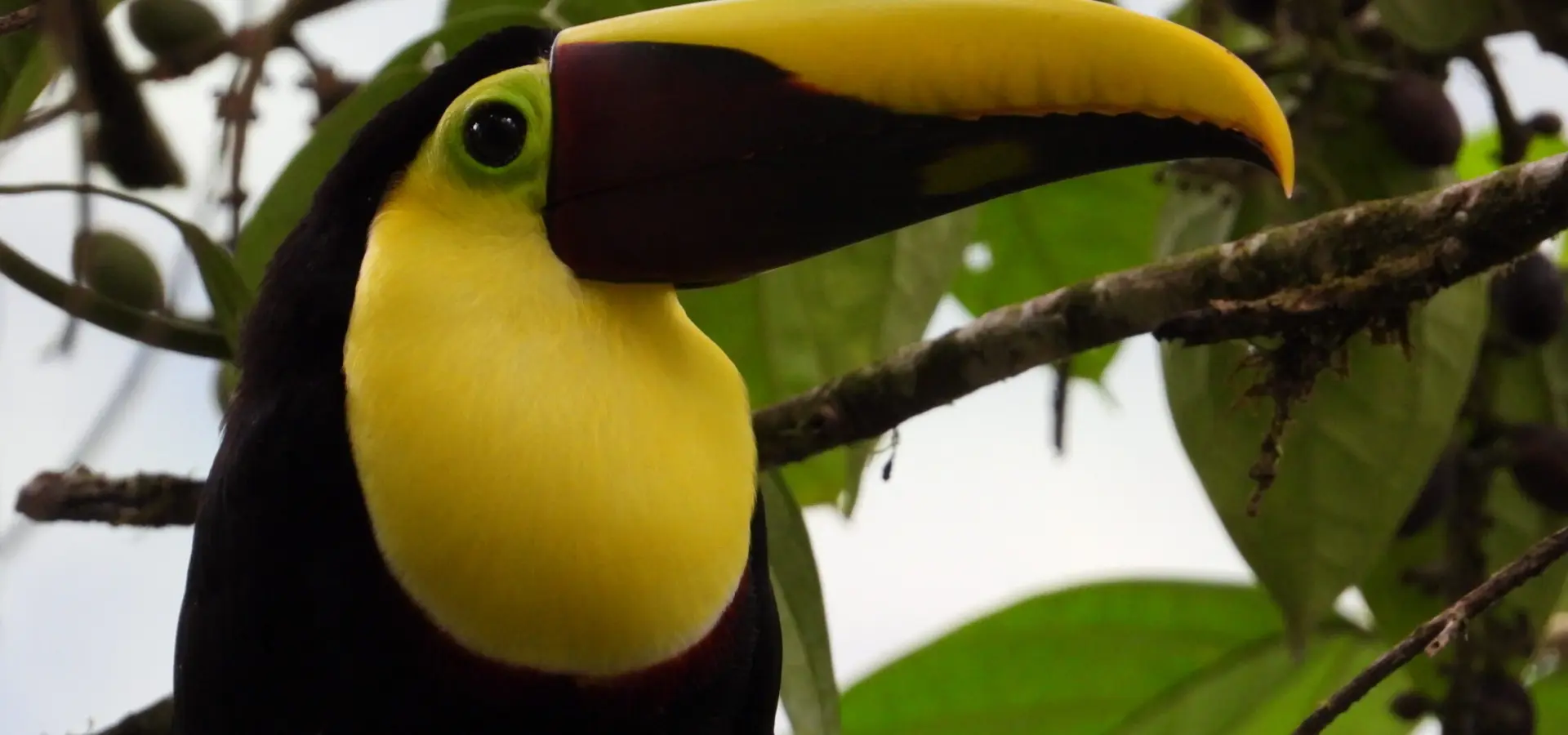Dscn2527 chestnut mandible toucan choco trogon kapari francisco sornoza julio 2019