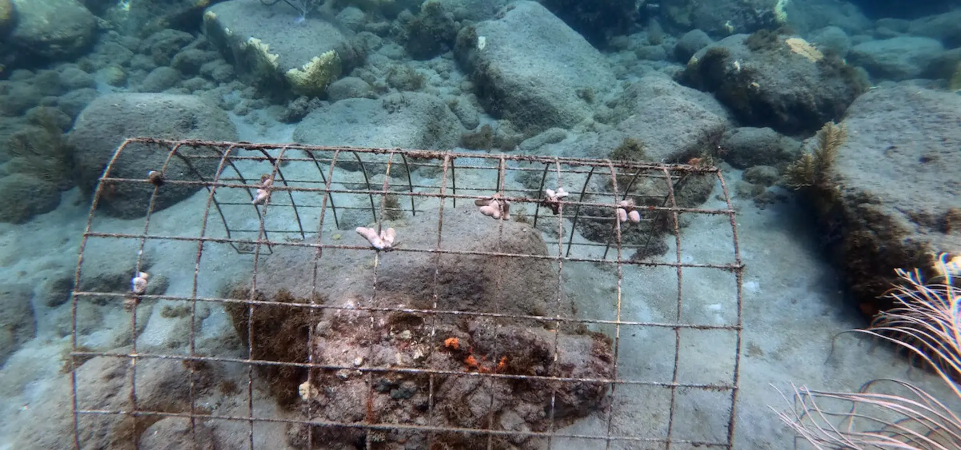 1786375626452 coral nursery 3