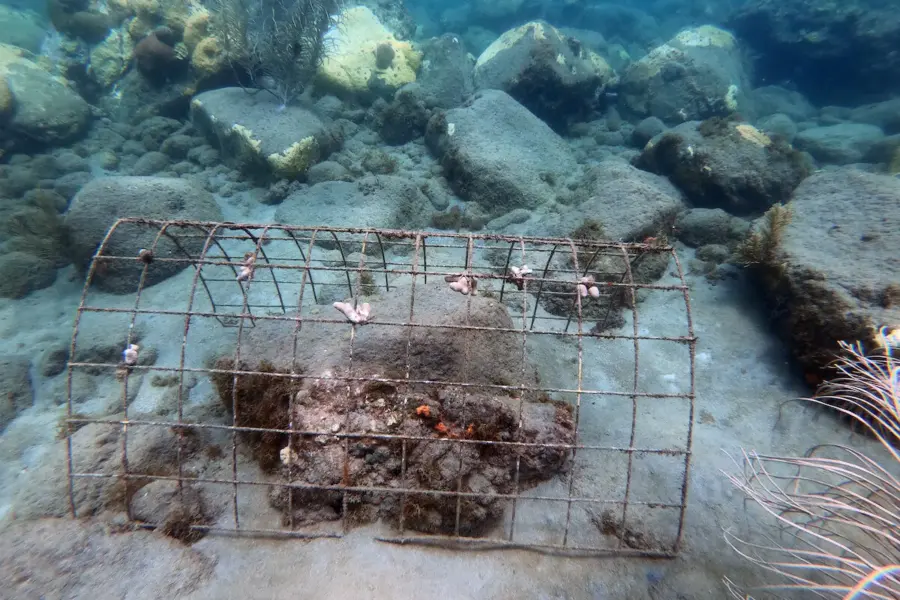 1786375626452 coral nursery 3