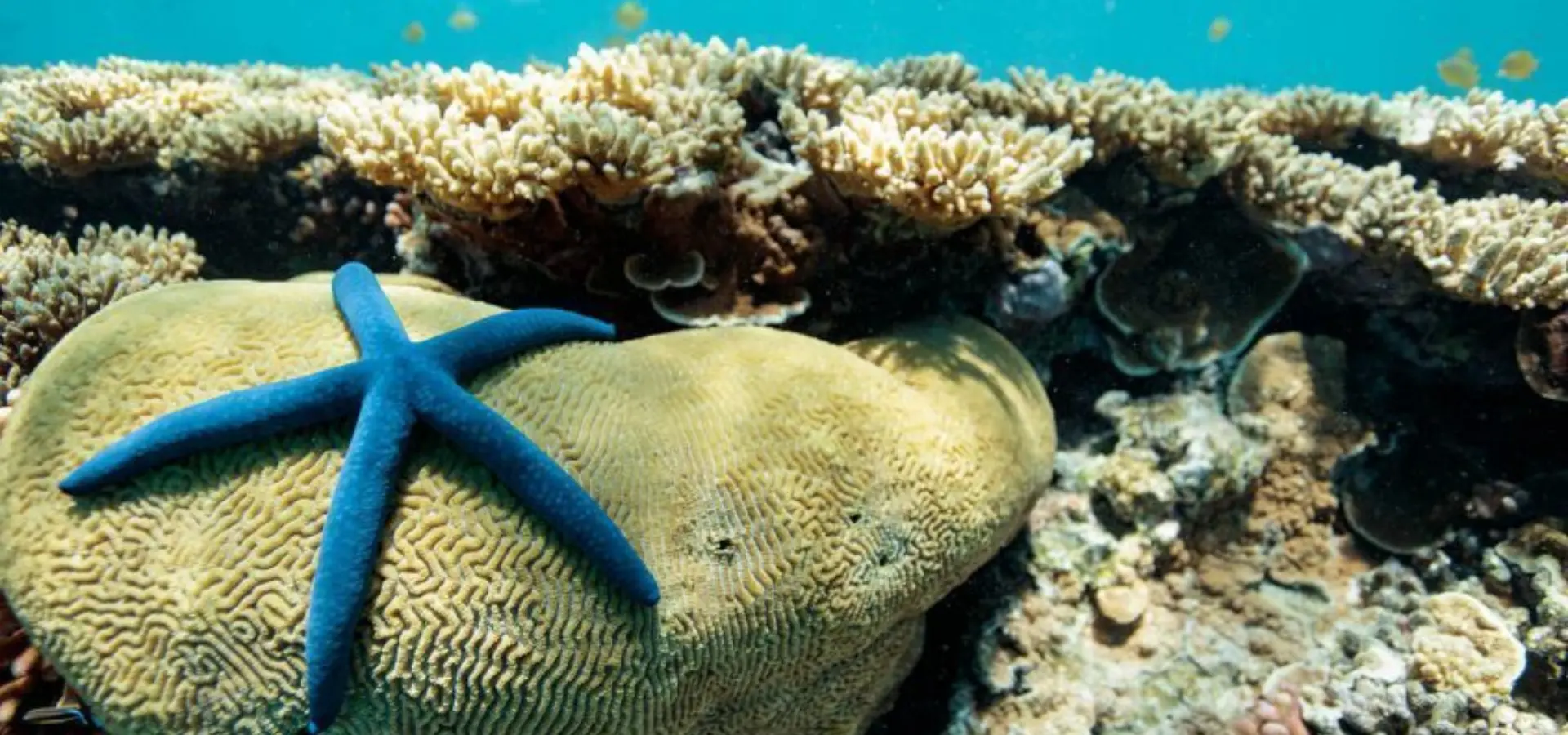 Hideaway dive sites southern great barrier reef 845x684