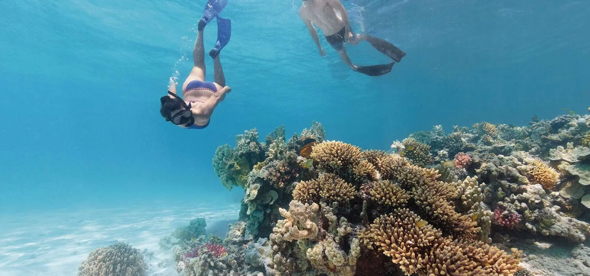 Snorkelling coral bommie great barrier reef