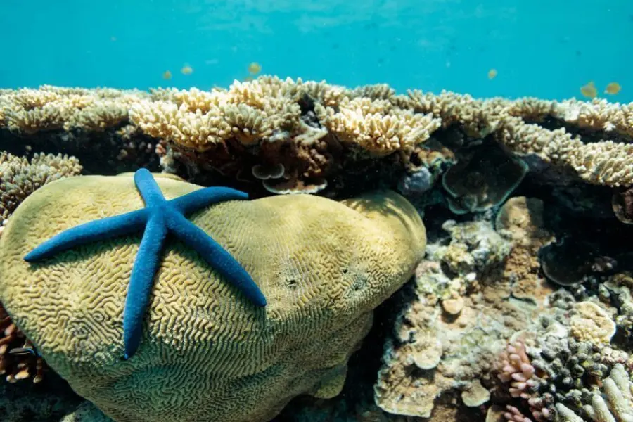 Hideaway dive sites southern great barrier reef 845x684