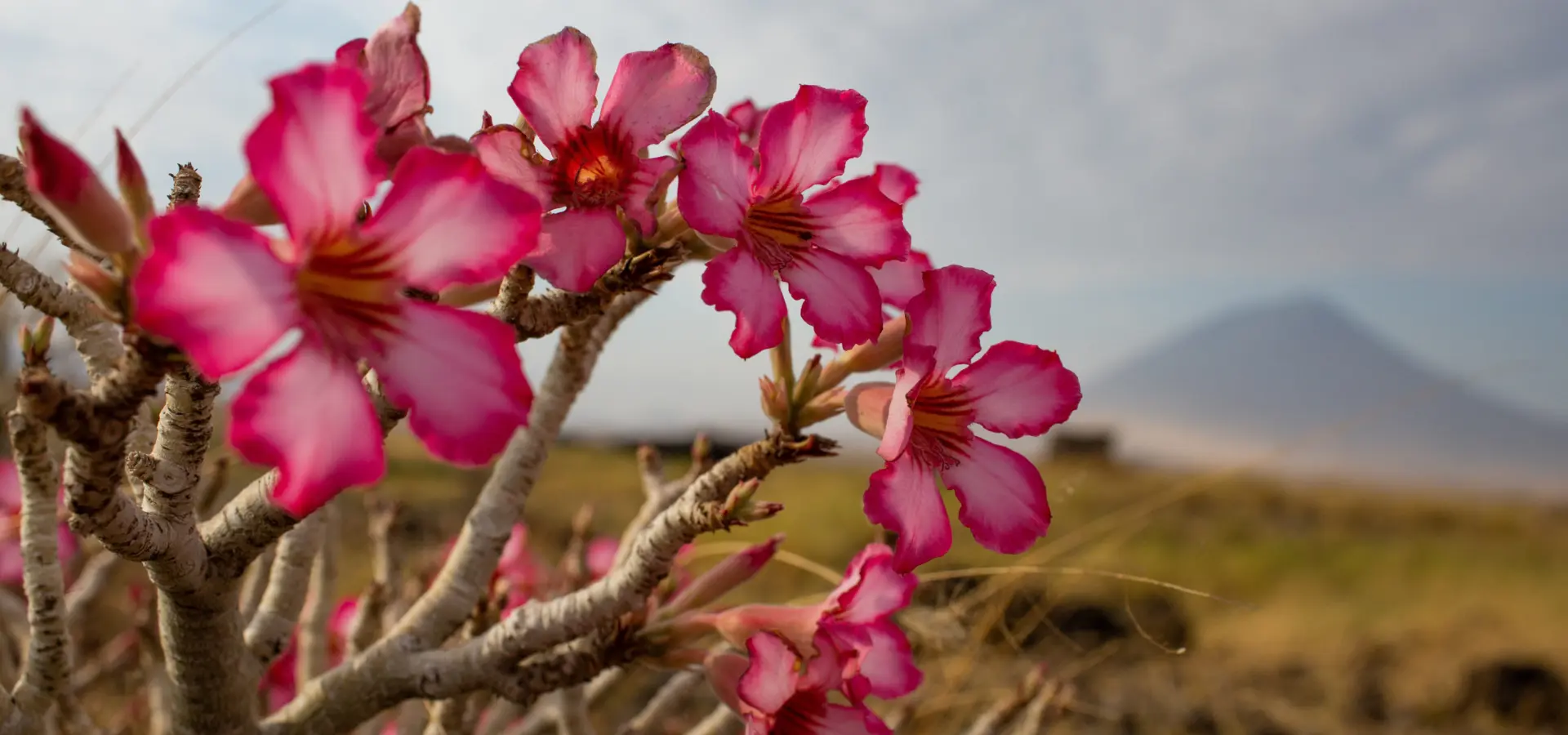 Summits africa mr 7430