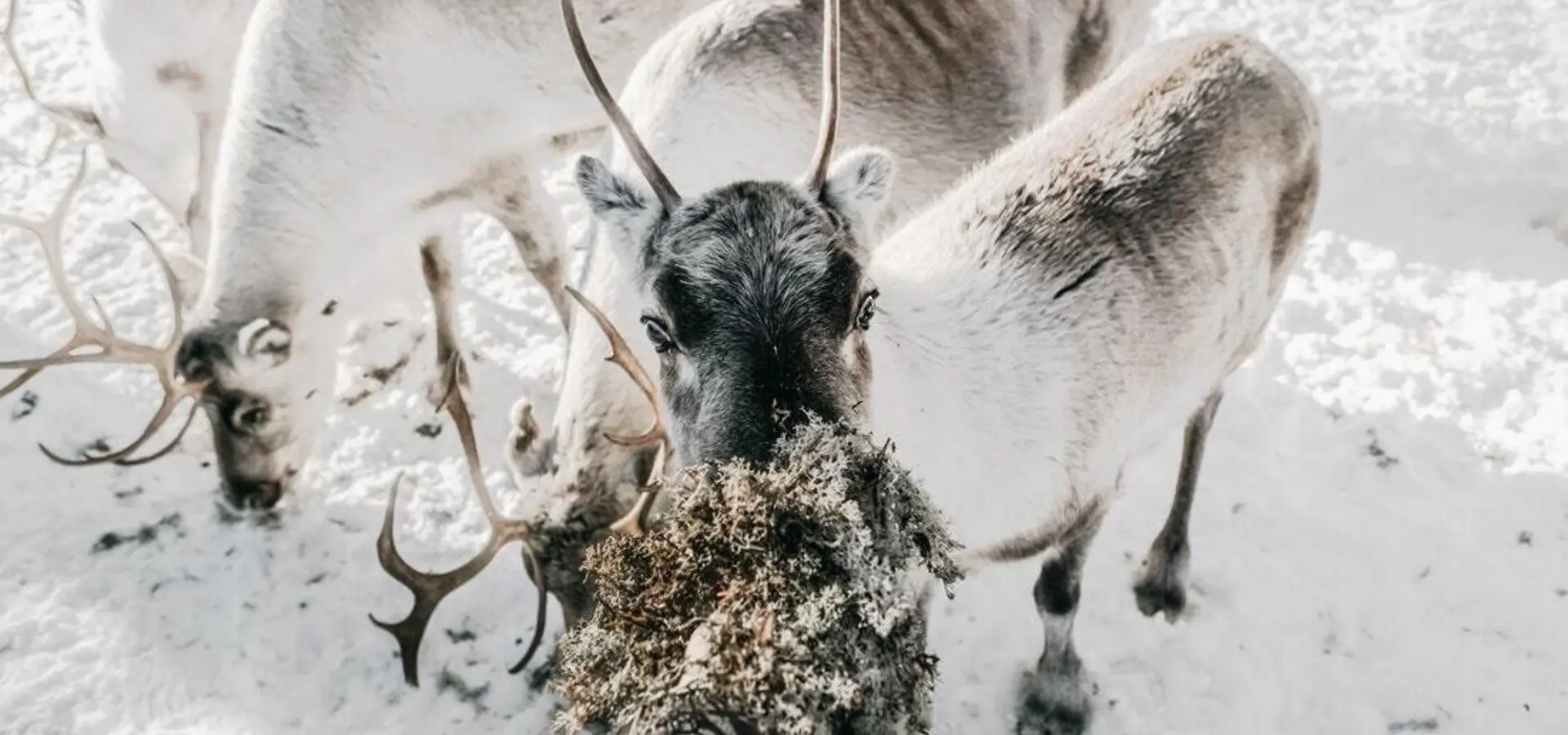 3f963b75 4f4f 411d a6d1 2429c77918b1