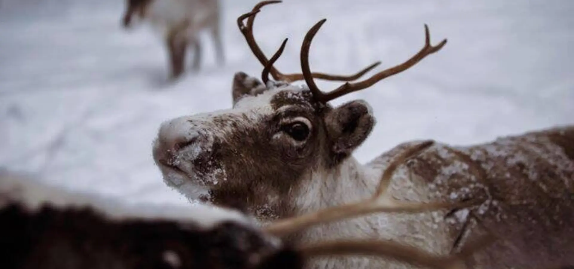 56319132 10157060078929659 7825239557850267648 n