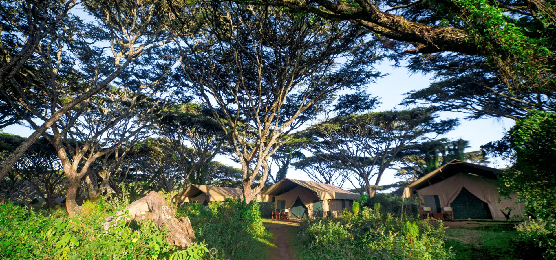 Lemala ngorongoro dsc052461