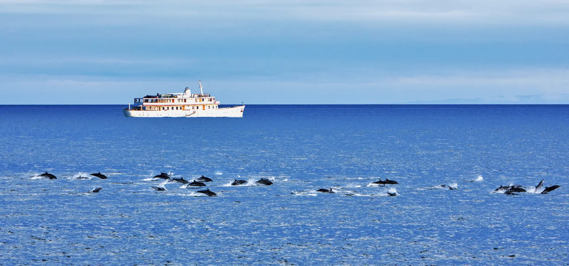 Grace dolphins