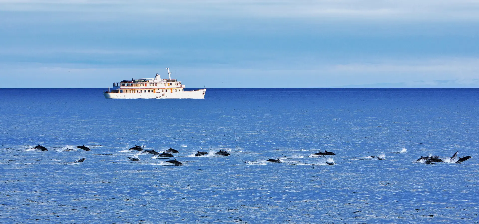 Grace dolphins