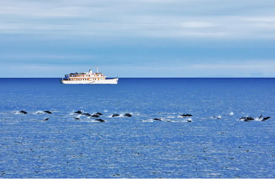 Grace dolphins