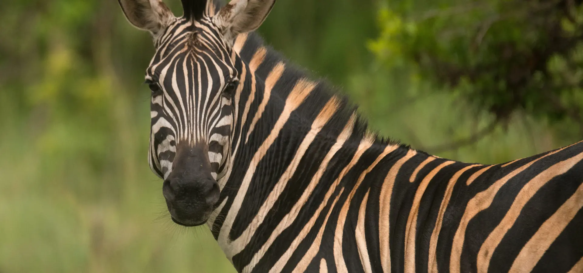 Akagera game lodge 3