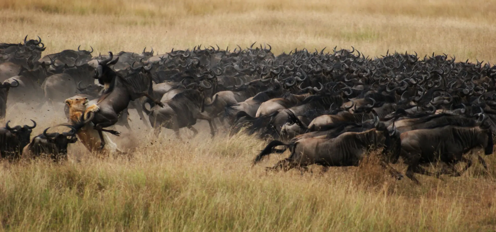 Maraplainscamp wildlife greatplainsconservation 55