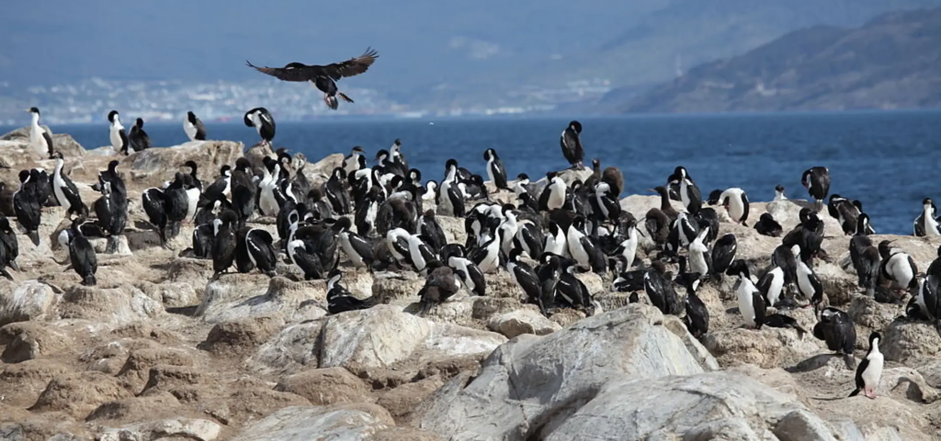 1024px cormorants in the beagle channel 5524734447