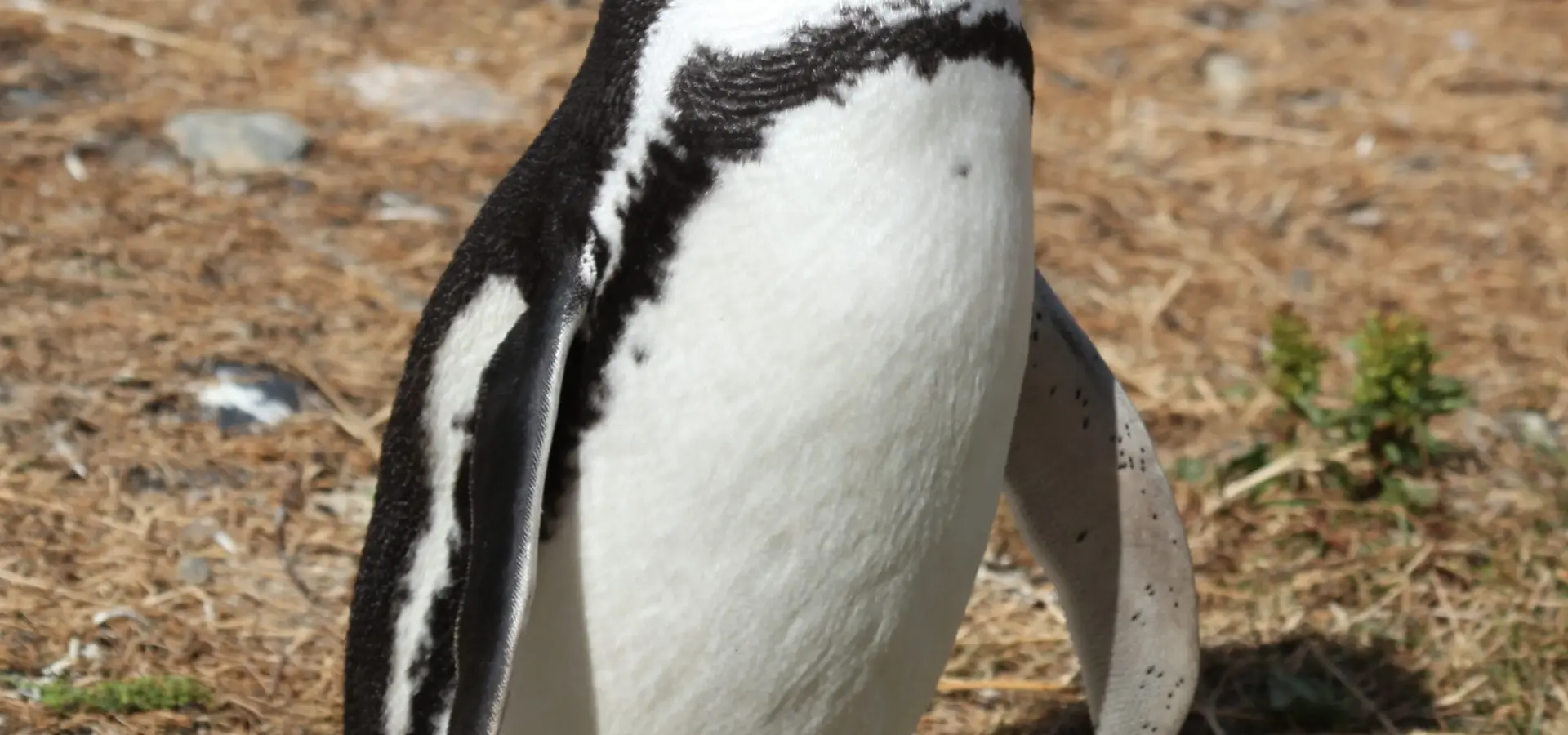 Magellanic penguin 5540848973