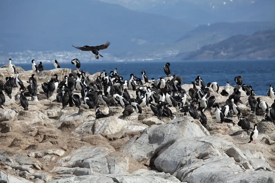 1024px cormorants in the beagle channel 5524734447