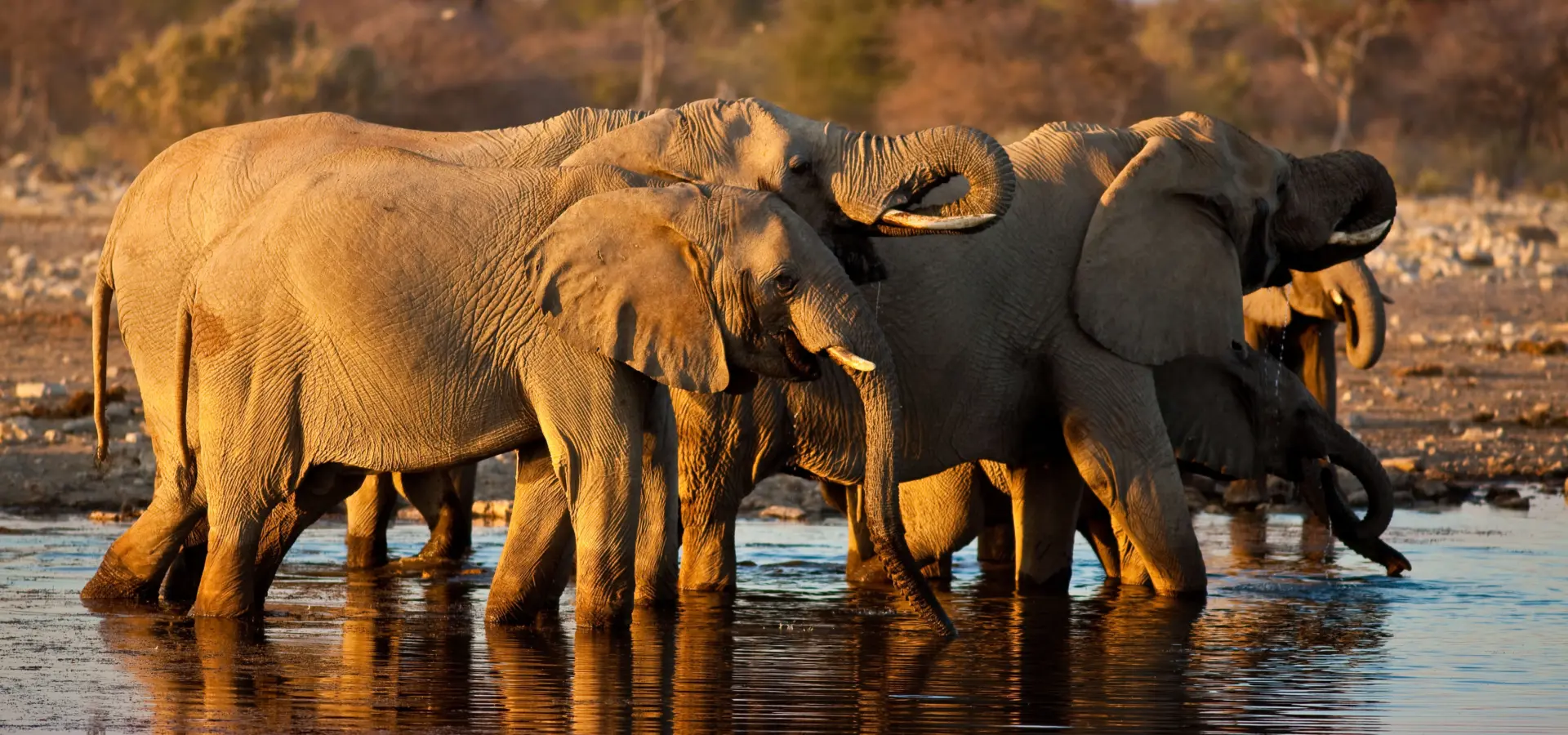 Mokuti Etosha Lodge Elephants at Waterhole1