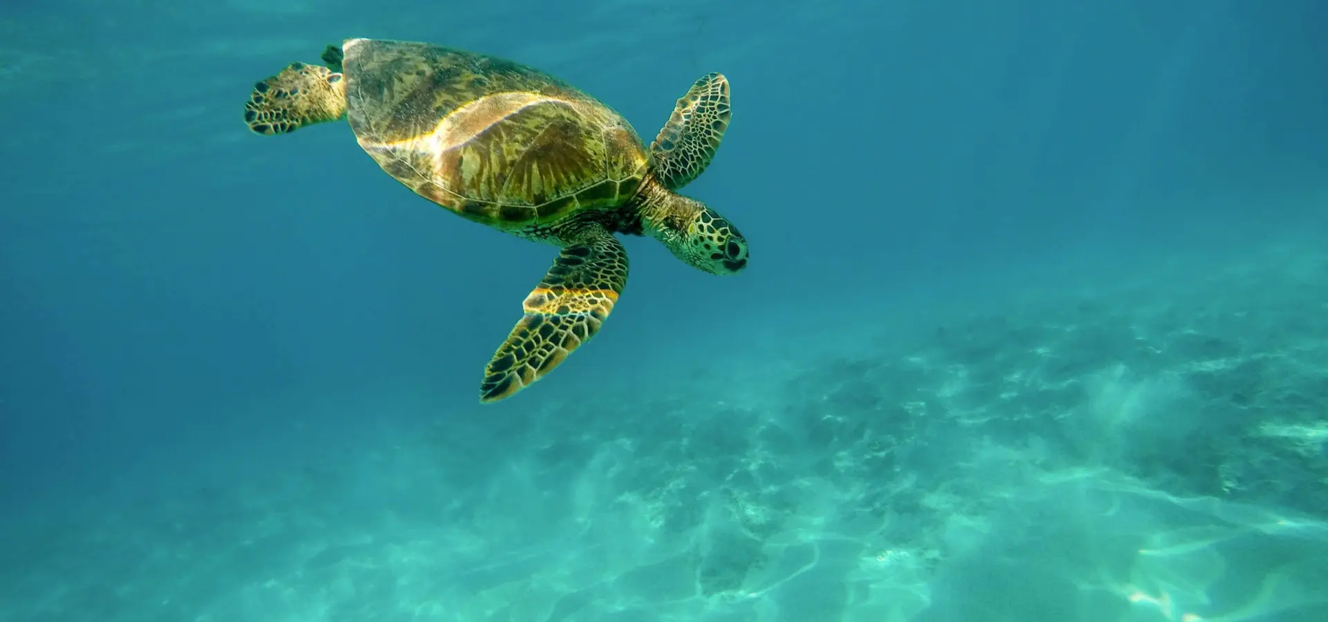 Schildpad