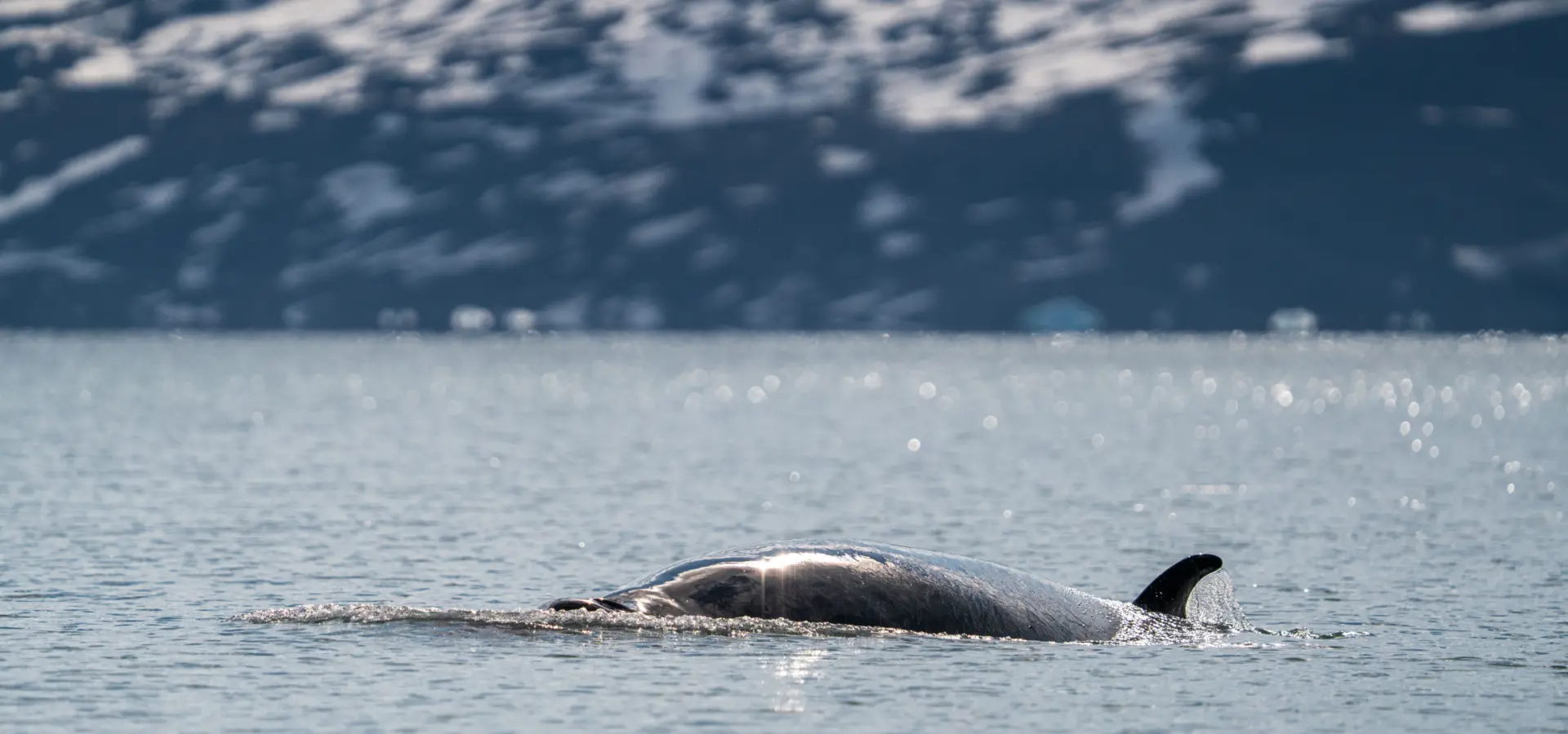 1765373446200no 2092ly280625monacobreentexasbar studioponantyanislasbats